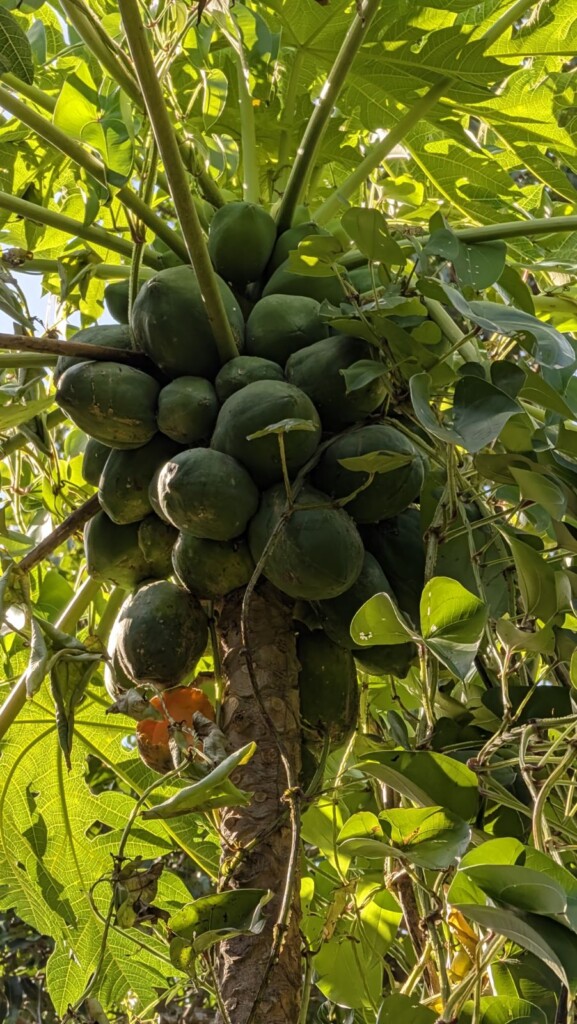 Papaya