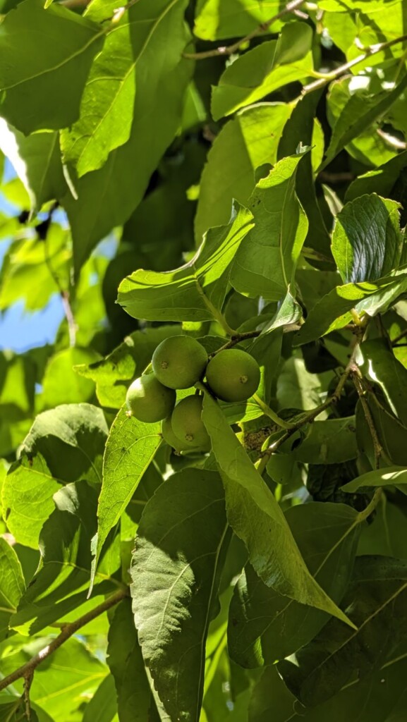 Hackberry tree
