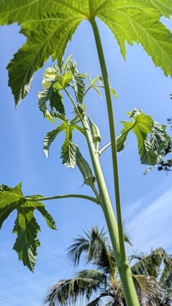 okra plant