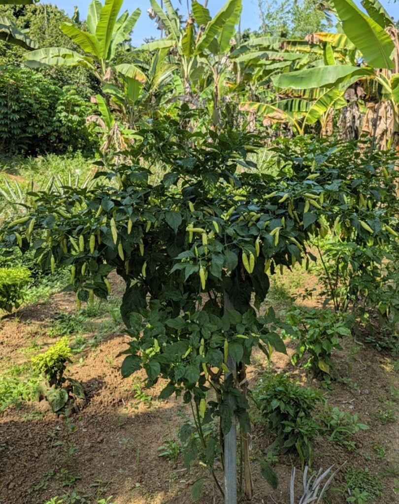 Bird's Eye Chilli