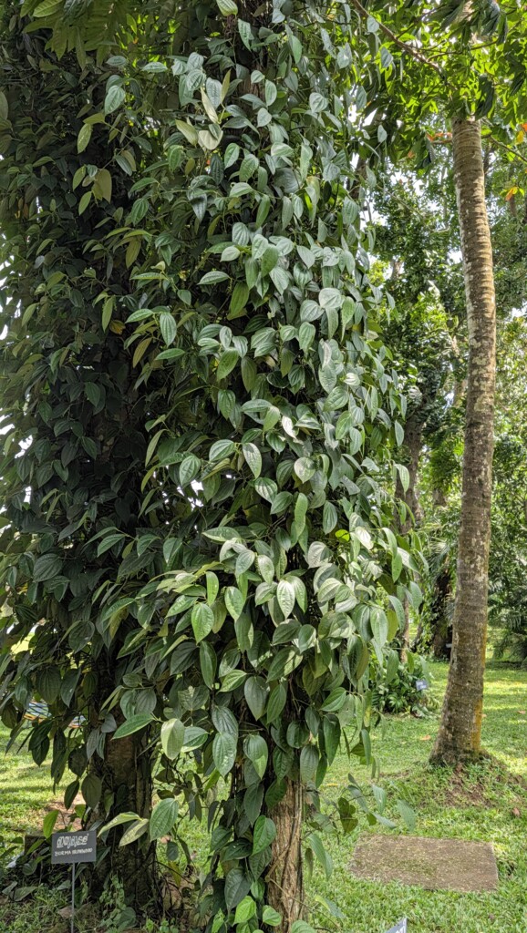black pepper plant