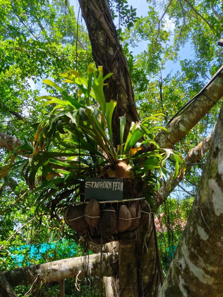 Staghorn fern growing on a tree trunk in the fernery at Giby Farm