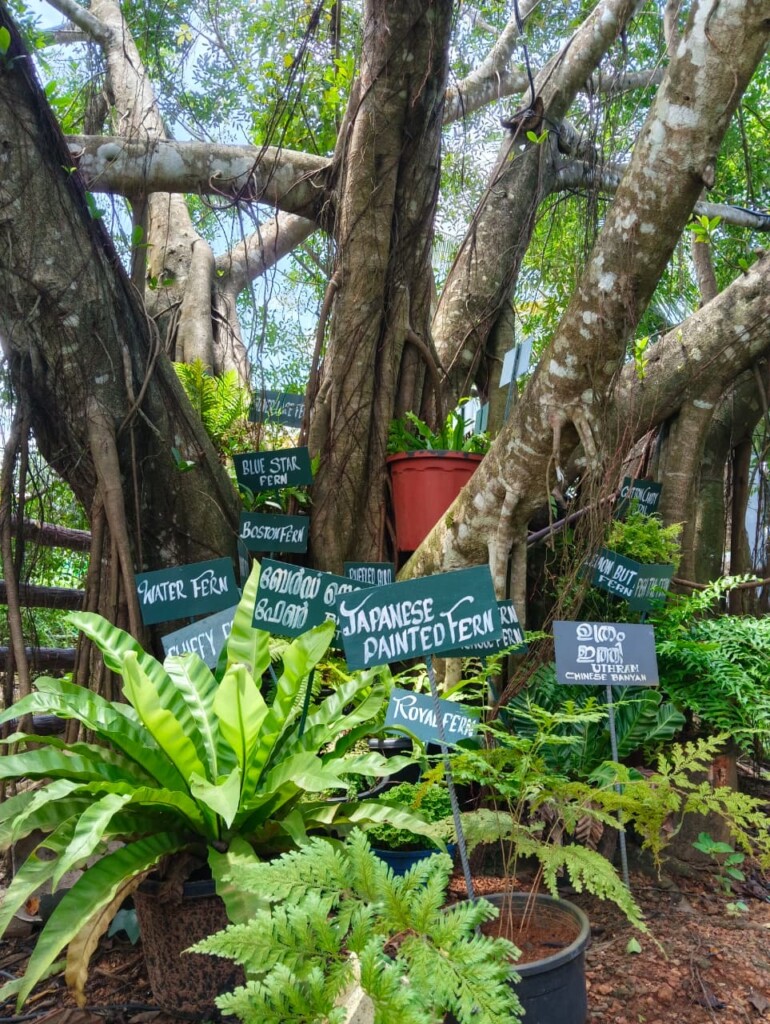 Labelled fern and plant collection around a tree at Giby Farm