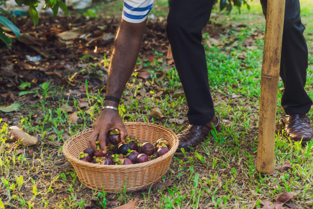 Freshly picked produce being placed into a cane basket at Giby Farm