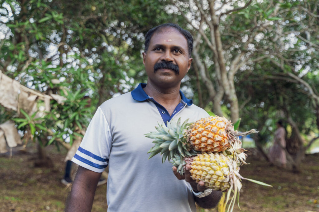 Farm hand holding a freshly picked pineapple in the orchard at Giby Farm