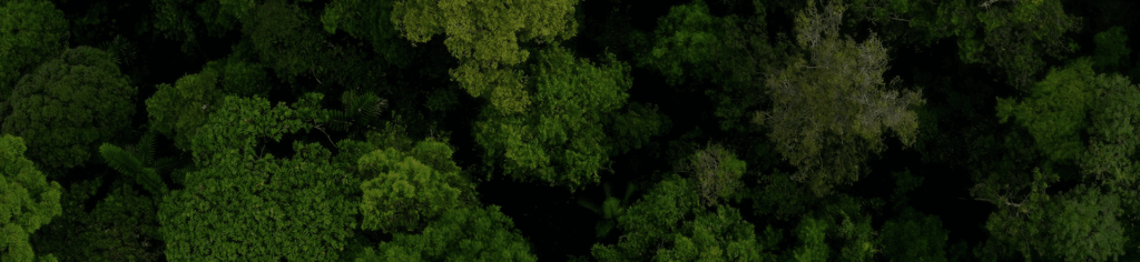 Aerial view of the dense tree canopy at Giby Farm