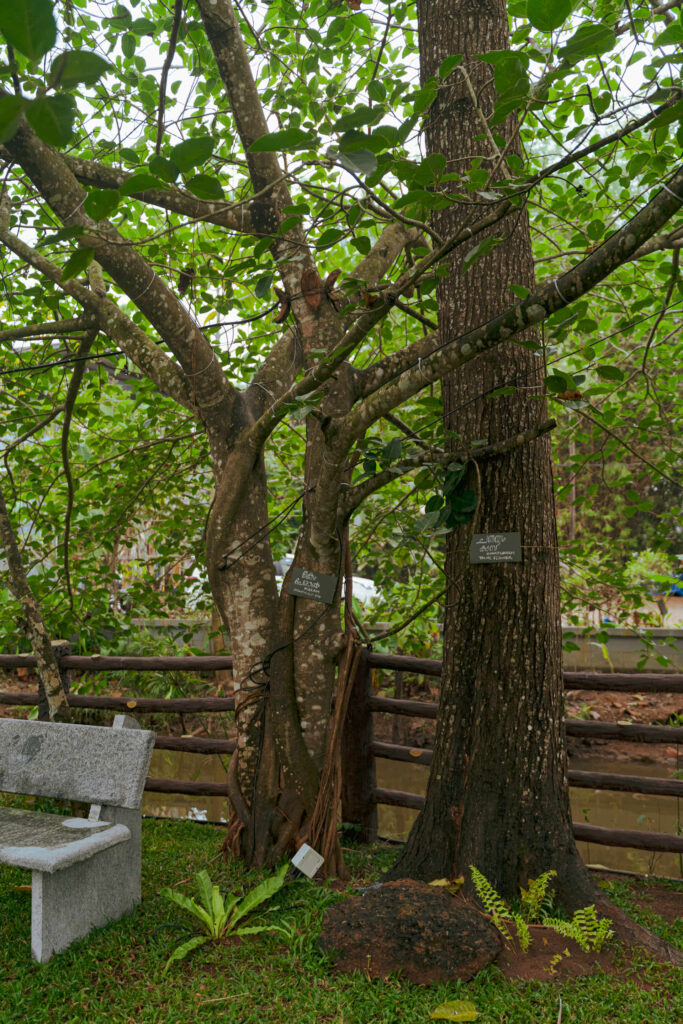 Labelled star tree with a bench beside it in the Nakshatra Vanam garden at Giby Farm
