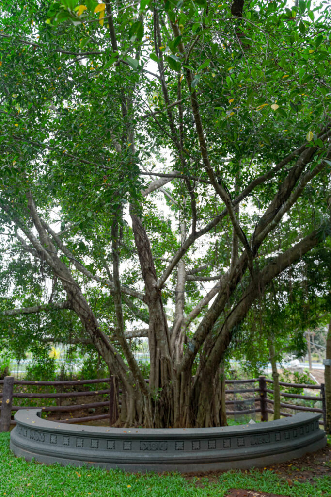 The Seetharamudi tree with a circular stone bench around it at Giby Farm