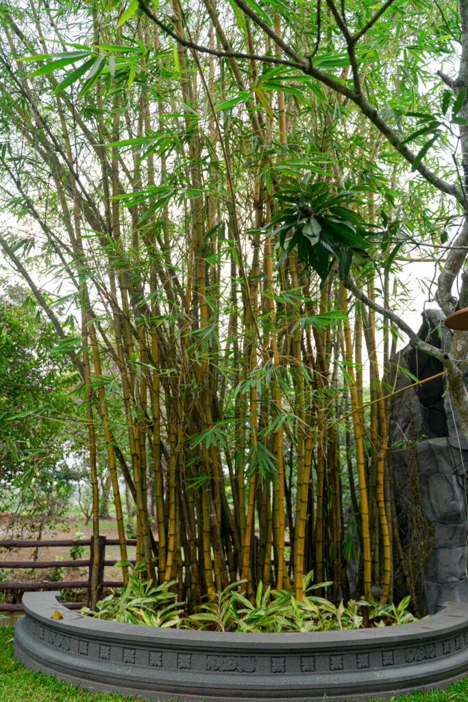 Bamboo clump in a circular planter at the Nakshatra Vanam garden, Giby Farm