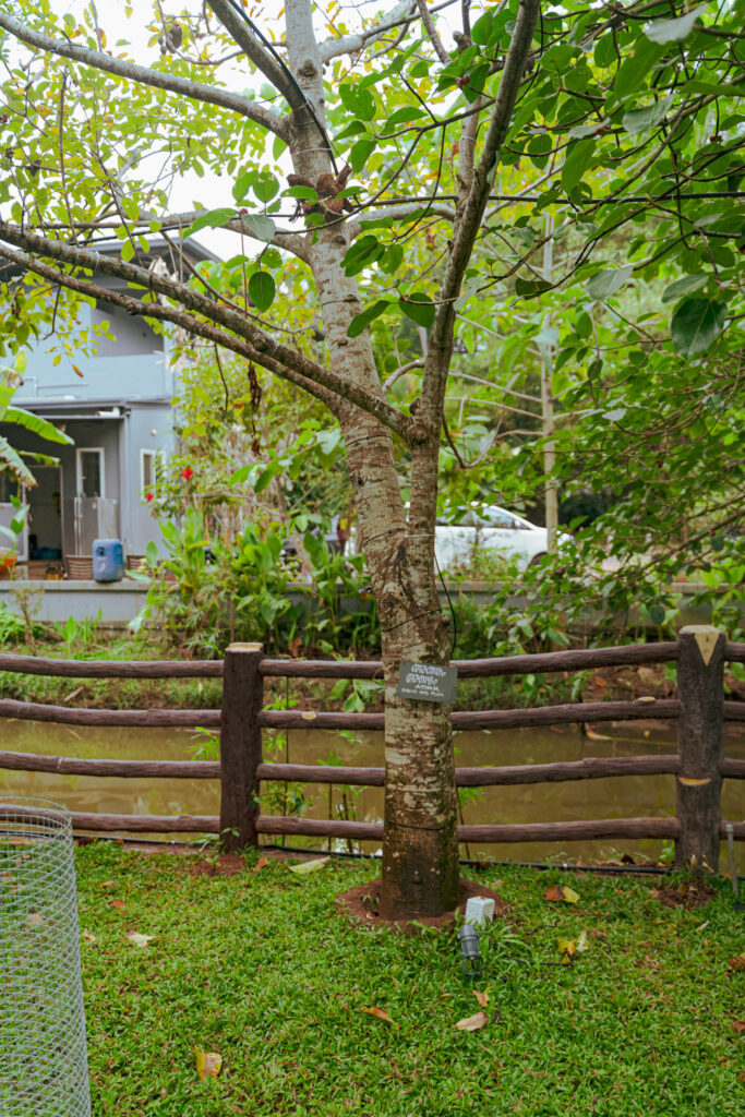 Star tree with an identification plaque in the Nakshatra Vanam garden at Giby Farm