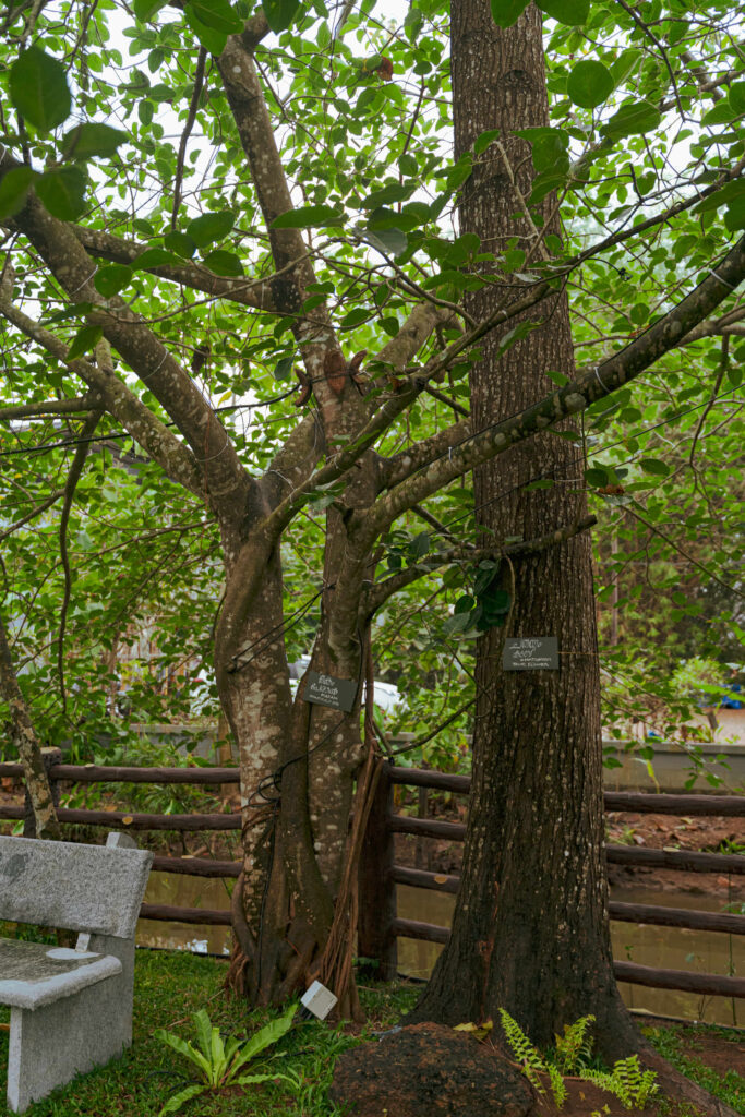 Mature tree with a bench and wooden fence at Nakshatra Vanam, Giby Farm