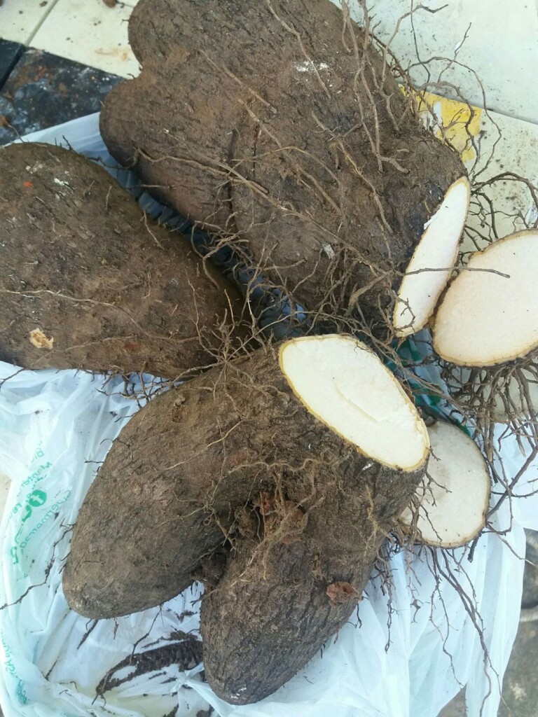 Kachil (Wild Yam)