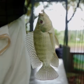 Fishing