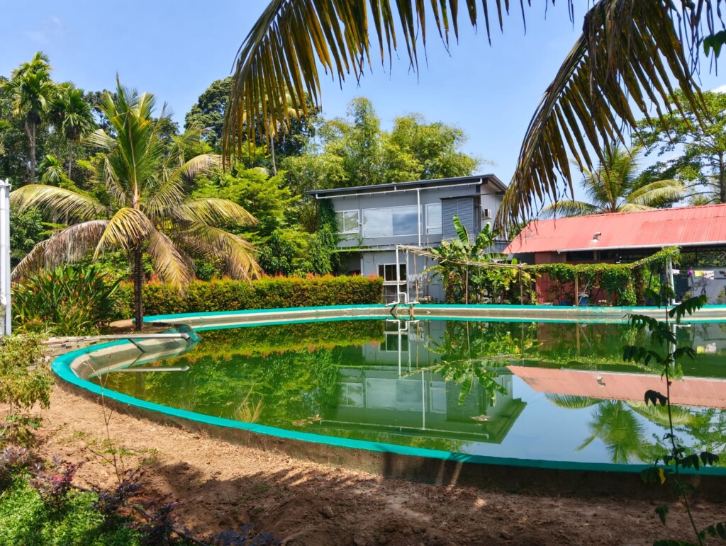 Poolside villas and coconut palms beside the pool at Giby Farm